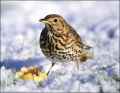 Певчий дрозд фото (Turdus philomelos) - изображение №2695 onbird.ru.<br>Источник: www.daily-diversion.com